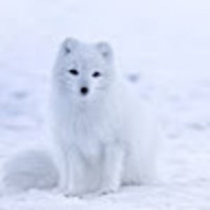 Meet your Posher, Dina